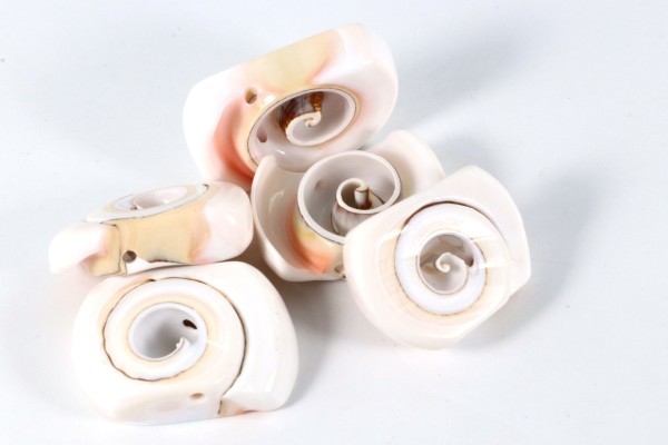 Muschelperlen, Schneckenmuschel, ca. 25mm